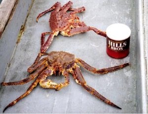 kingcrabfinal.JPG