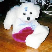 bichon puppy.jpg
