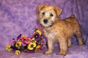 wheaten pup.jpg