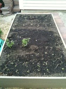 garden5512ps.jpg