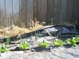 5-05-12LettucenLeeks.jpg