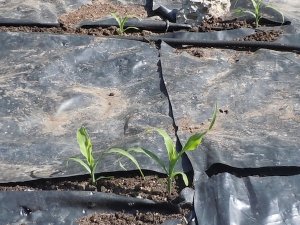 5-05-12YittleCorns2.jpg