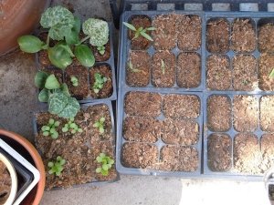 5-05-12Seedlings1.jpg