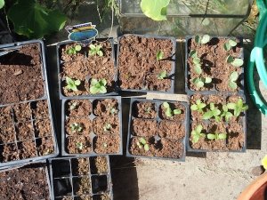 5-05-12Seedlings2.jpg