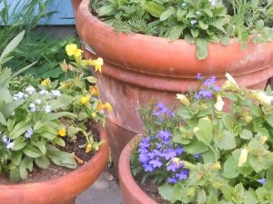 5-05-12Fleurs2.jpg