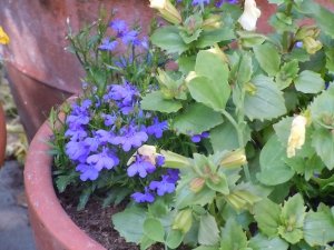 5-05-12Fleurs3.jpg