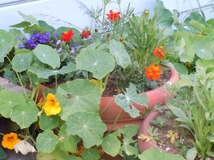 5-05-12Fleurs5.jpg