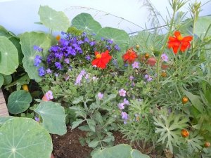 5-05-12Fleurs8.jpg
