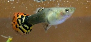 Guppy.jpg