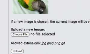 choose file.png