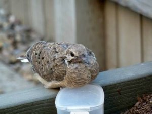 babydove2.jpg