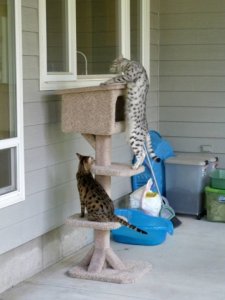 maliik peeks into kitchen.jpg