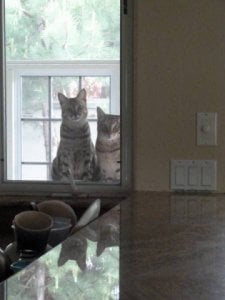 are you gonna feed us.jpg