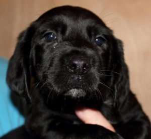 bramble7.jpg