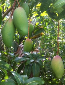 Mangoes.jpg