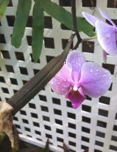 orchidseedpod.jpg