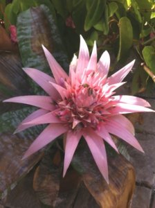 bromeliad.jpg