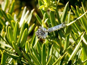 EllenWolffPhoto-4646-034_crop.jpg