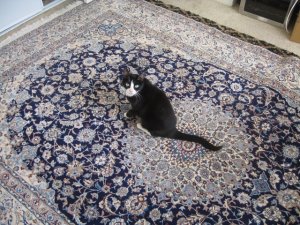 Rug 005.JPG
