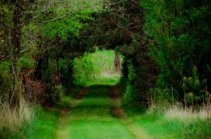 path to the barn.jpg