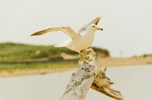 seagull.jpg