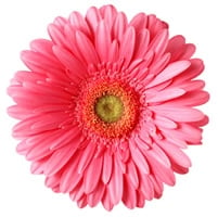 pink_gerber_daisy_2.jpg