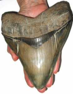 megalodon_tooth.jpg