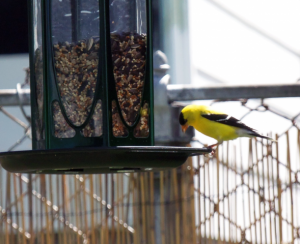 birdfeeder_037.png