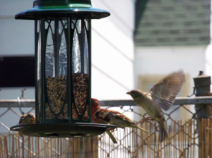birdfeeder_048.png