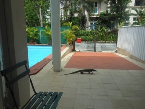 monitor_lizard_1.jpg monitor_lizard_1.jpg