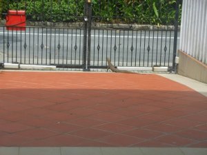 monitor_lizard_3.jpg monitor_lizard_3.jpg
