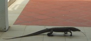 monitor_lizard.jpg