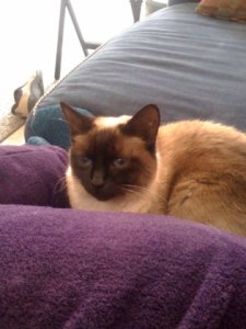 babykittyface.jpg