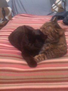 bedroomlbkitty.jpg