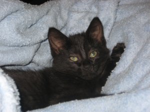 baby_jinx_4.jpg
