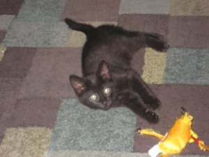 baby_jinx.jpg