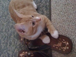 oliver1.jpg