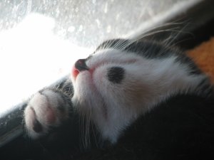 img_7084.jpg img_7084.jpg