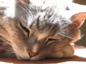 img_7033.jpg