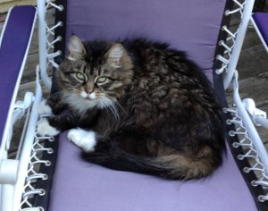 catondeckchair.jpg