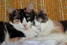 220px-calico_and_dilute_calico_cats.jpg