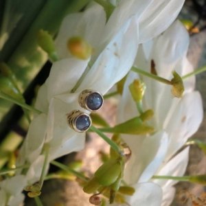 alex_earrings_2.jpg