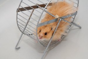 0hamsterwheel.jpeg