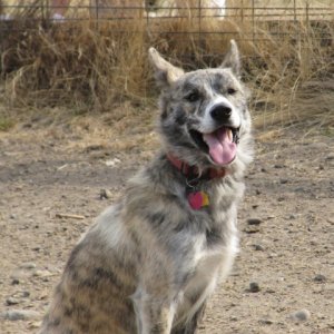 herding-2.jpg