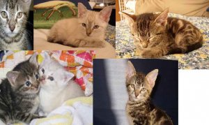 babykittycoll.JPG