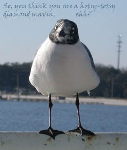 seagull1253.jpg seagull1253.jpg