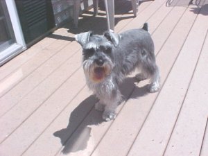 daisy 8.JPG