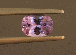 feb11ccspinelii.gif
