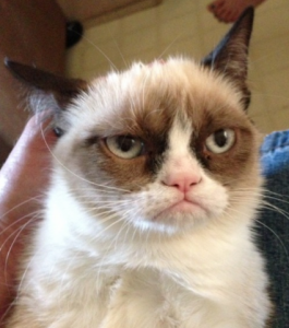 cat.png