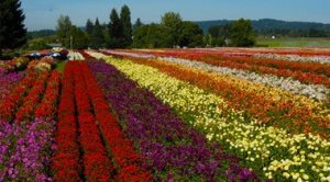 dahlias.jpg